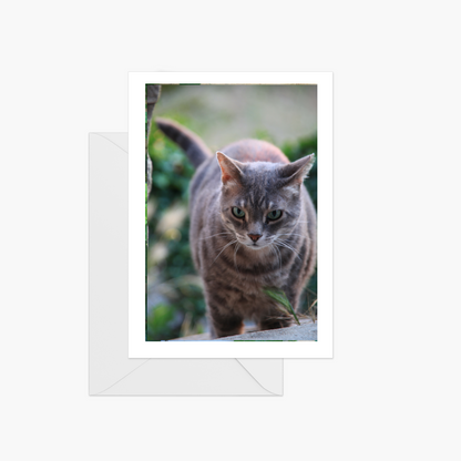 Cats of Provence Card Collection