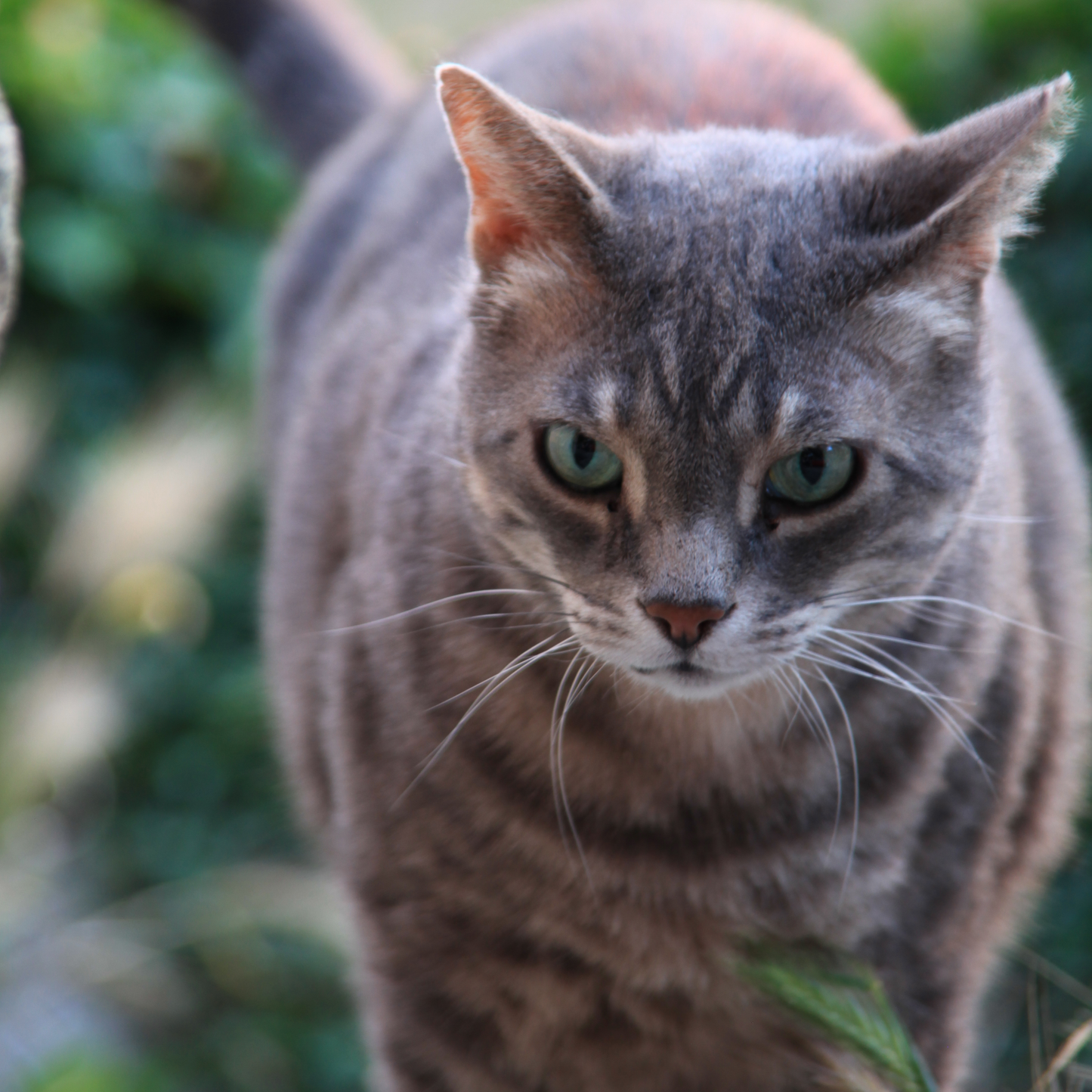 Cats of Provence Card Collection