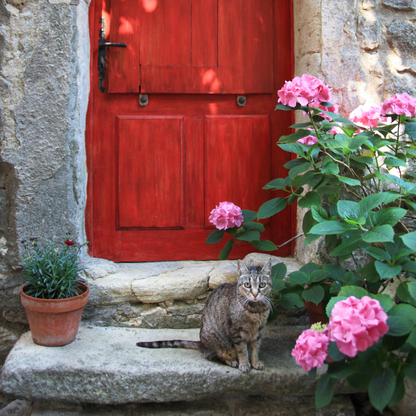 Cats of Provence Card Collection