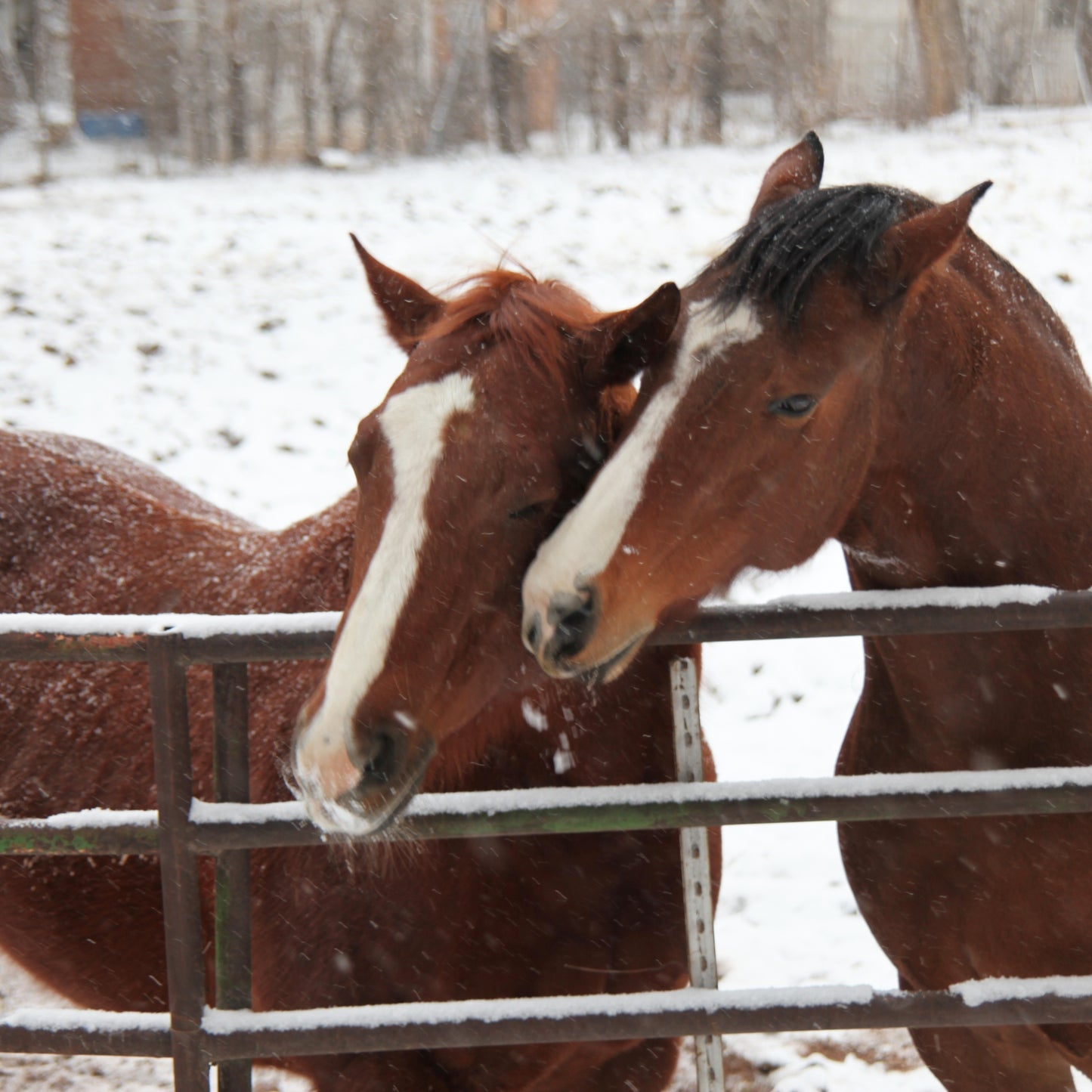 Snowy Horses