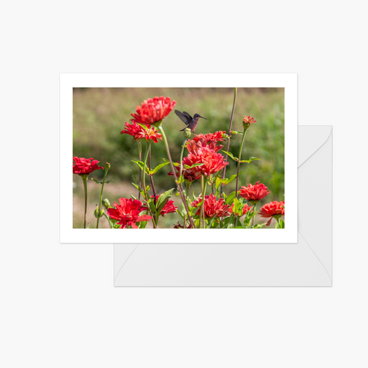 Hummingbird on Zinnia