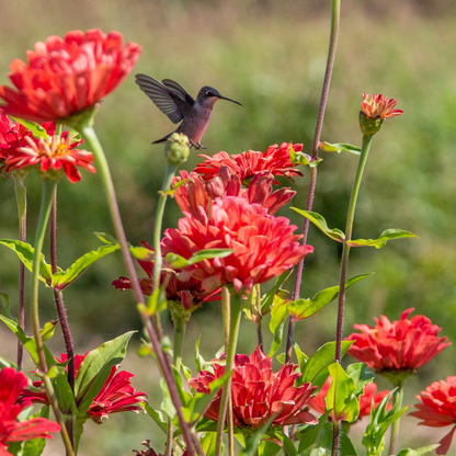 Hummingbird on Zinnia