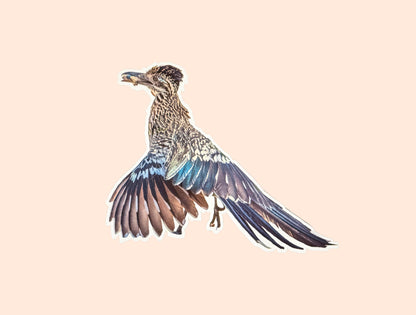 Road Runner Sticker