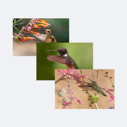 Hummingbirds of New Mexico Card Collection