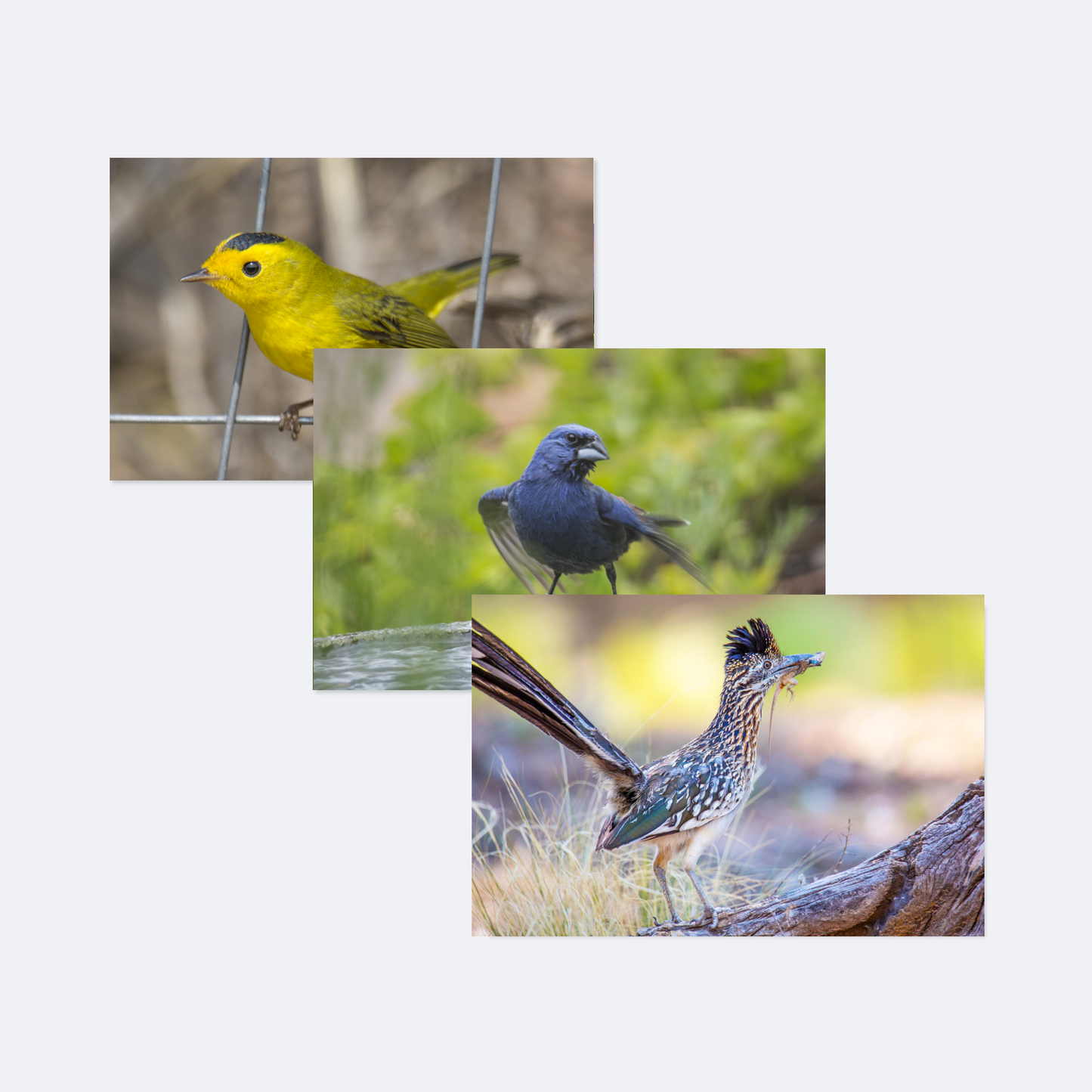 Bird Card Collection