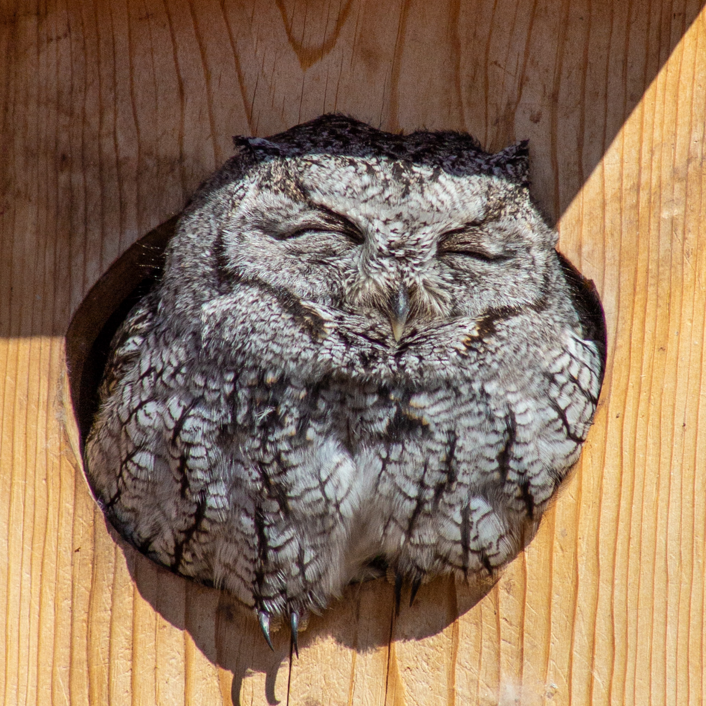 Owl Card Collection