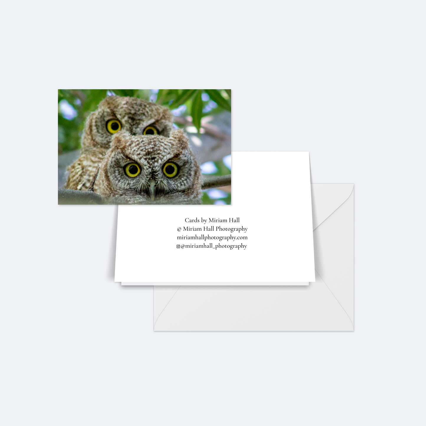 Owl Card Collection