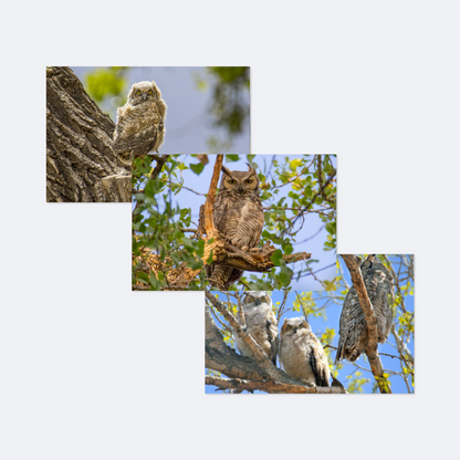 Owl Card Collection