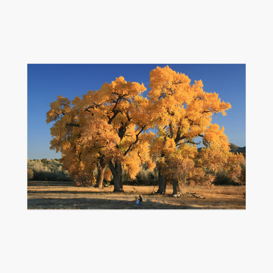 Painting Cottonwoods Luxe Postcard