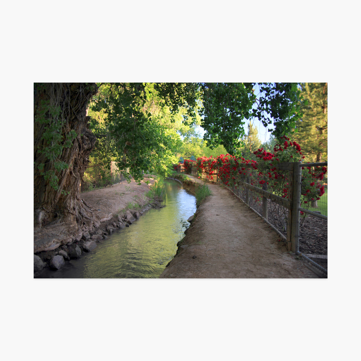 Rose Ditch Luxe Postcard