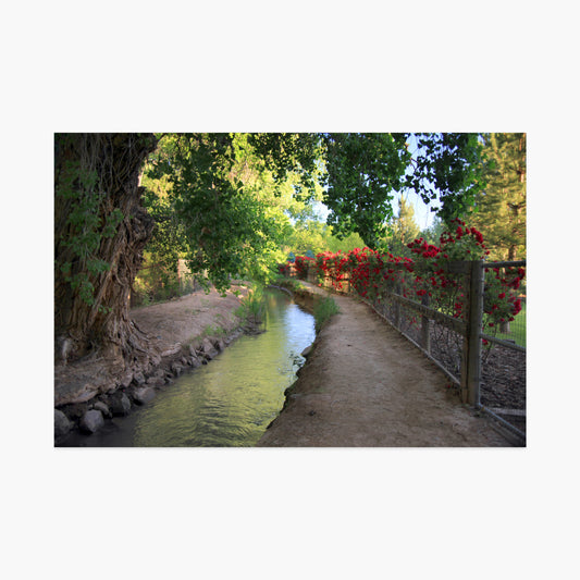 Rose Ditch Luxe Postcard