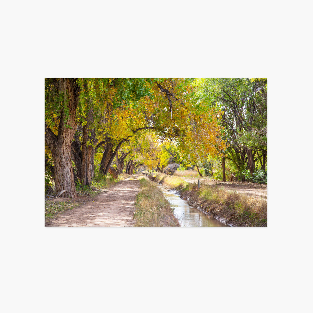 Summer Corrales Ditch Luxe Postcard