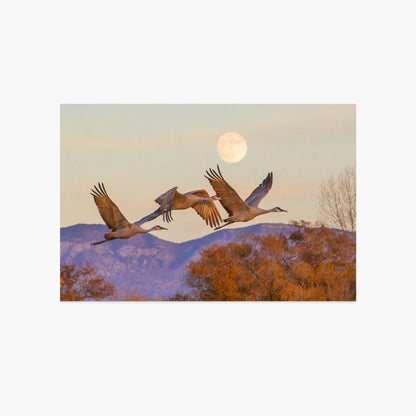 Sandhill Cranes Flying Over Sandia's Luxe Postcard