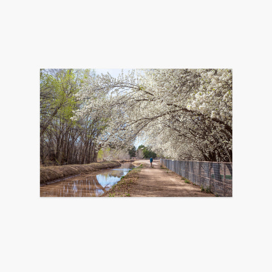 Spring Ditch Luxe Postcard