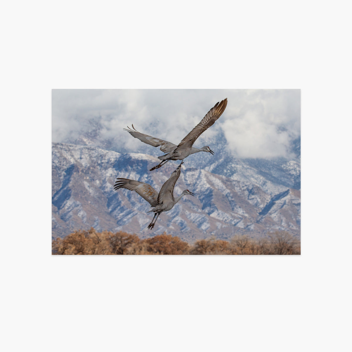 Sandhill Cranes Flying with Snow on Sandia Mountains Luxe Postcard