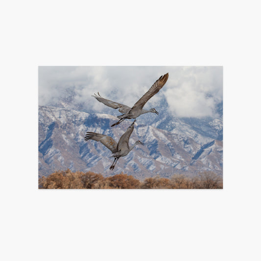 Sandhill Cranes Flying with Snow on Sandia Mountains Luxe Postcard