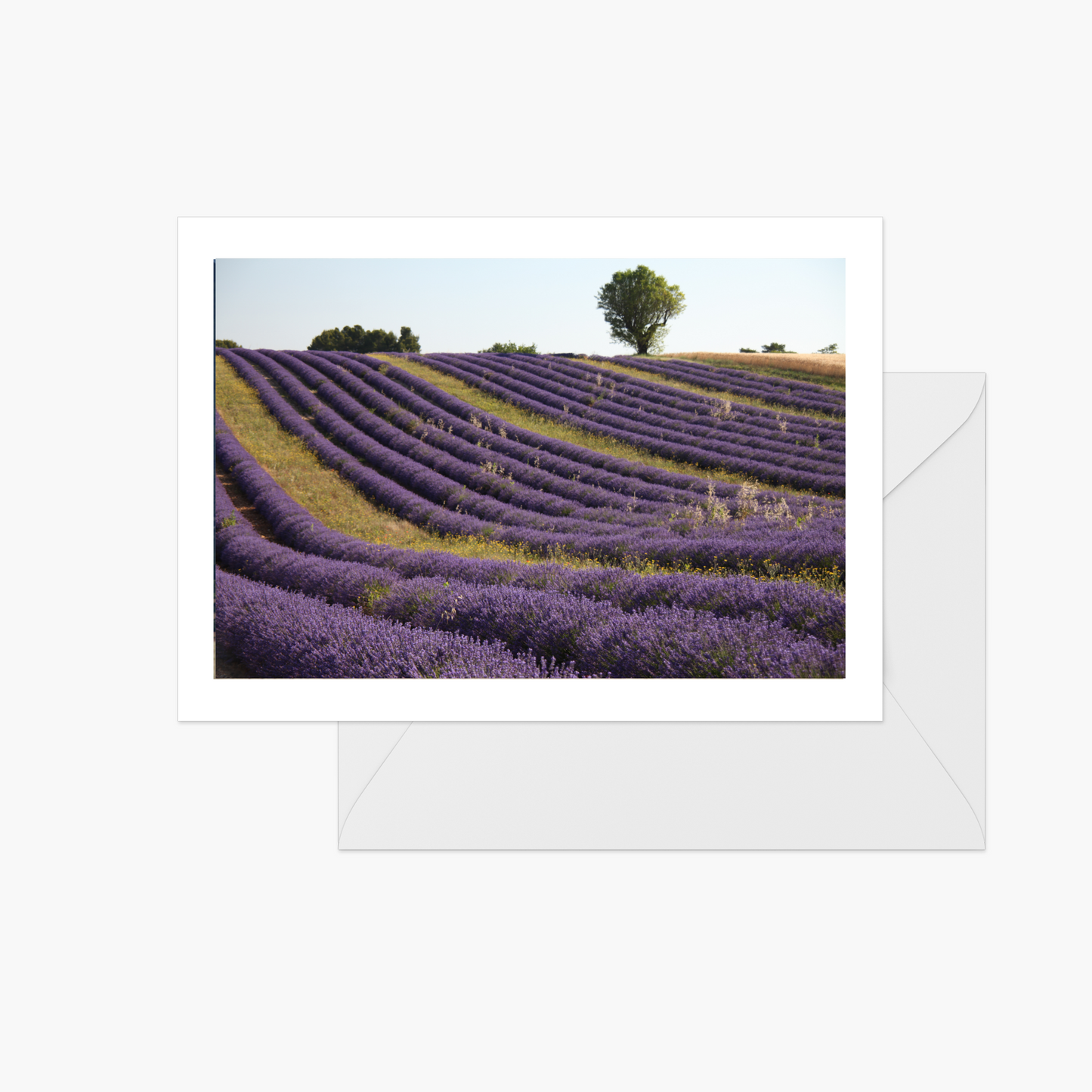 Lavender Fields of Provence Card Collection