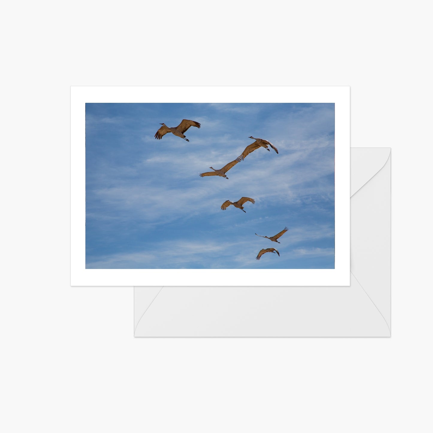 Sandhill Crane Wings Touching