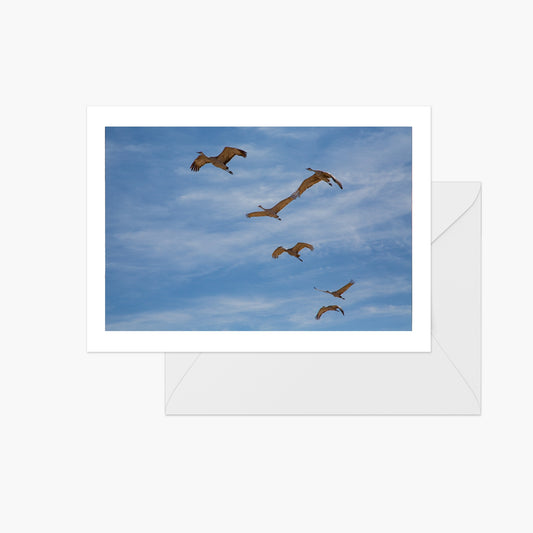 Sandhill Crane Wings Touching