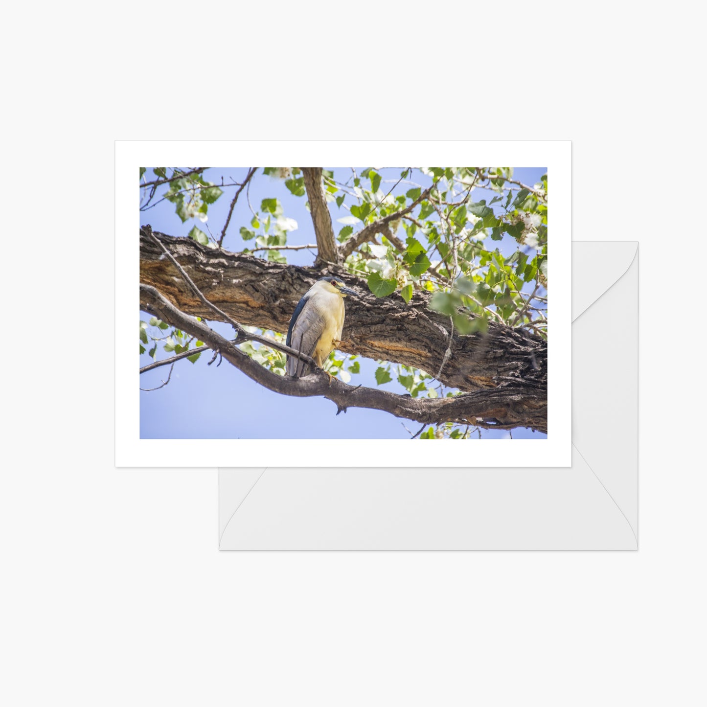 Black Crowned Night Heron in Cottonwood