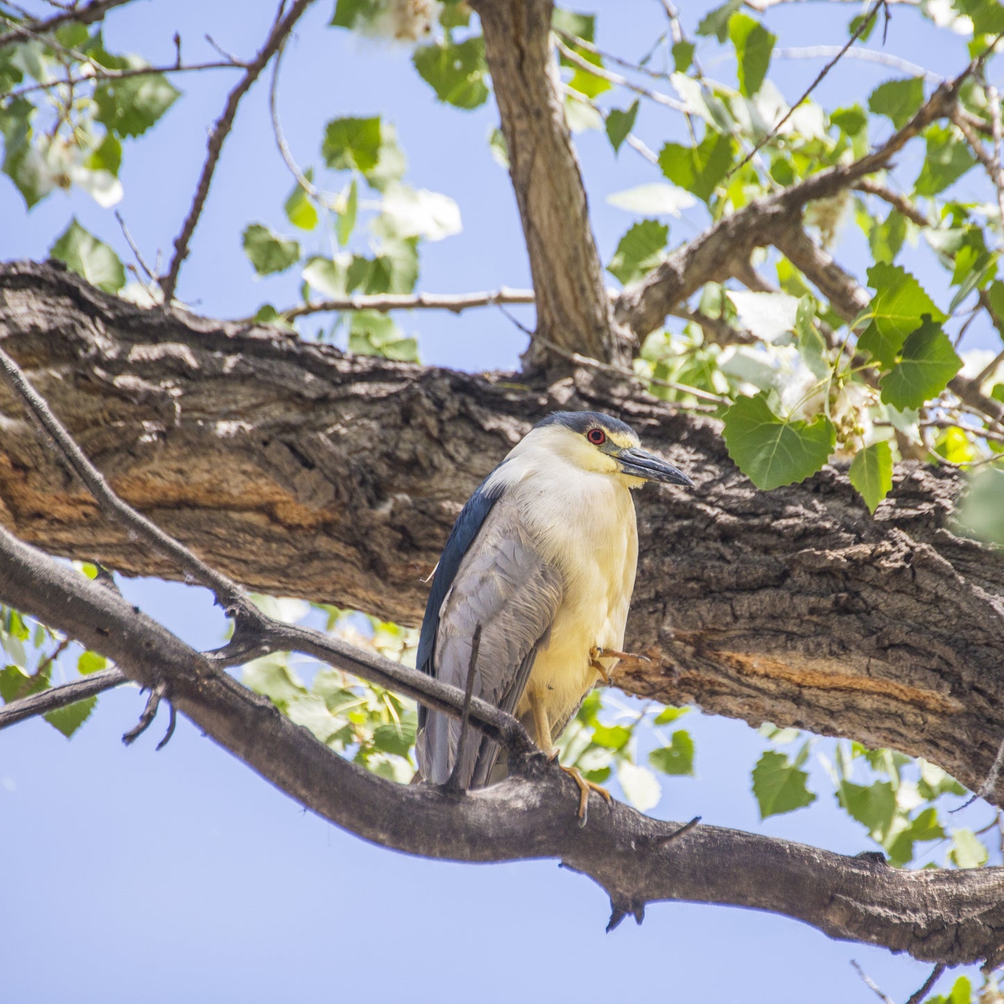 Black Crowned Night Heron in Cottonwood