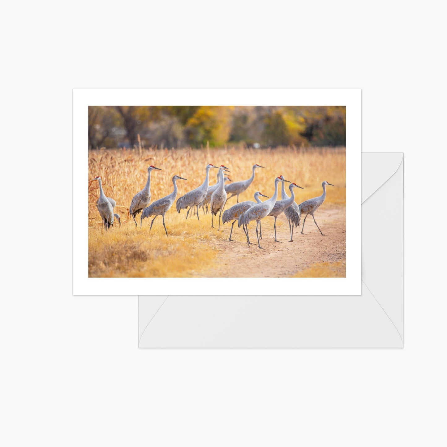 Sandia Cranes in Field