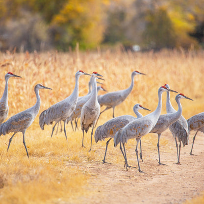 Sandia Cranes in Field