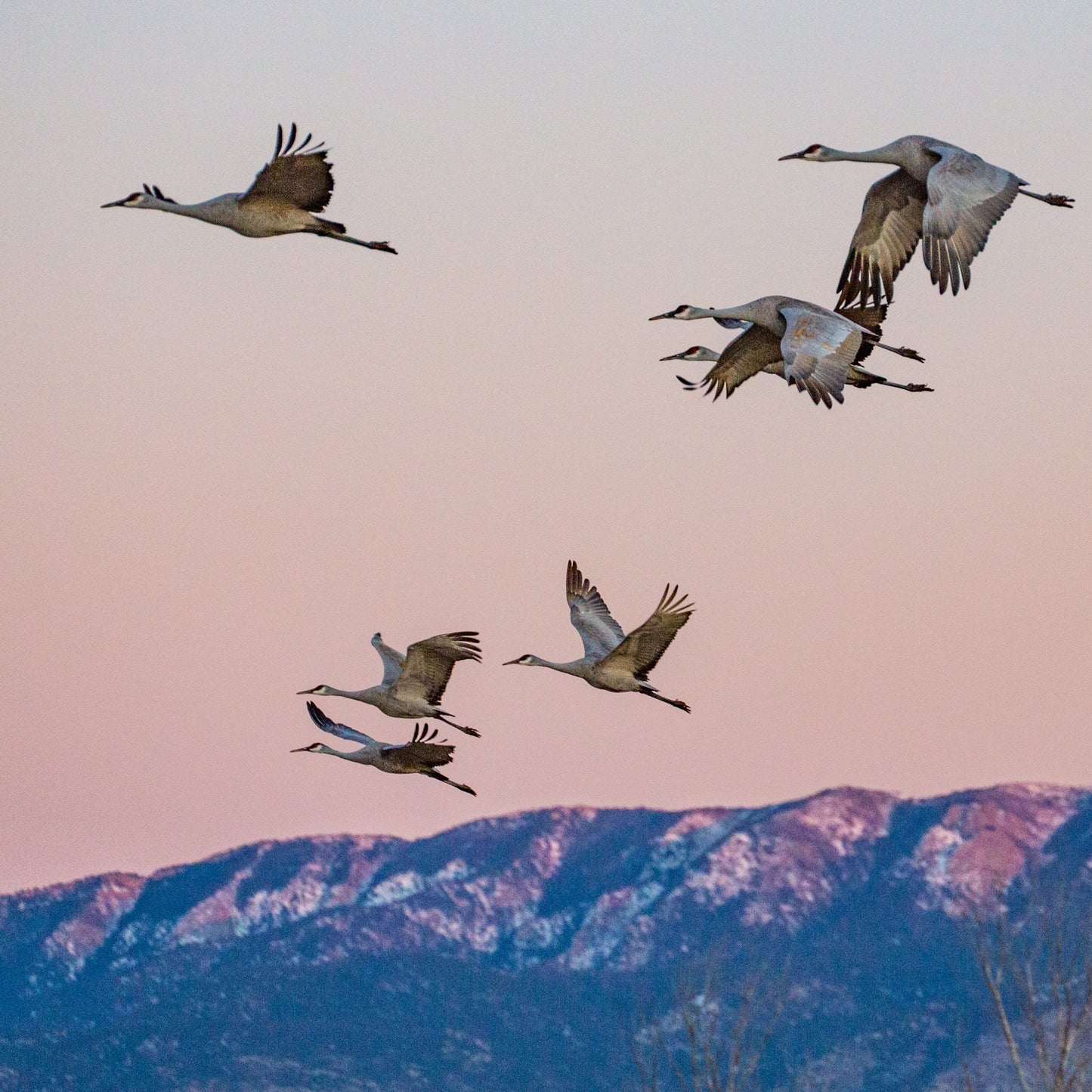 Sandia Cranes Flying at Sunset