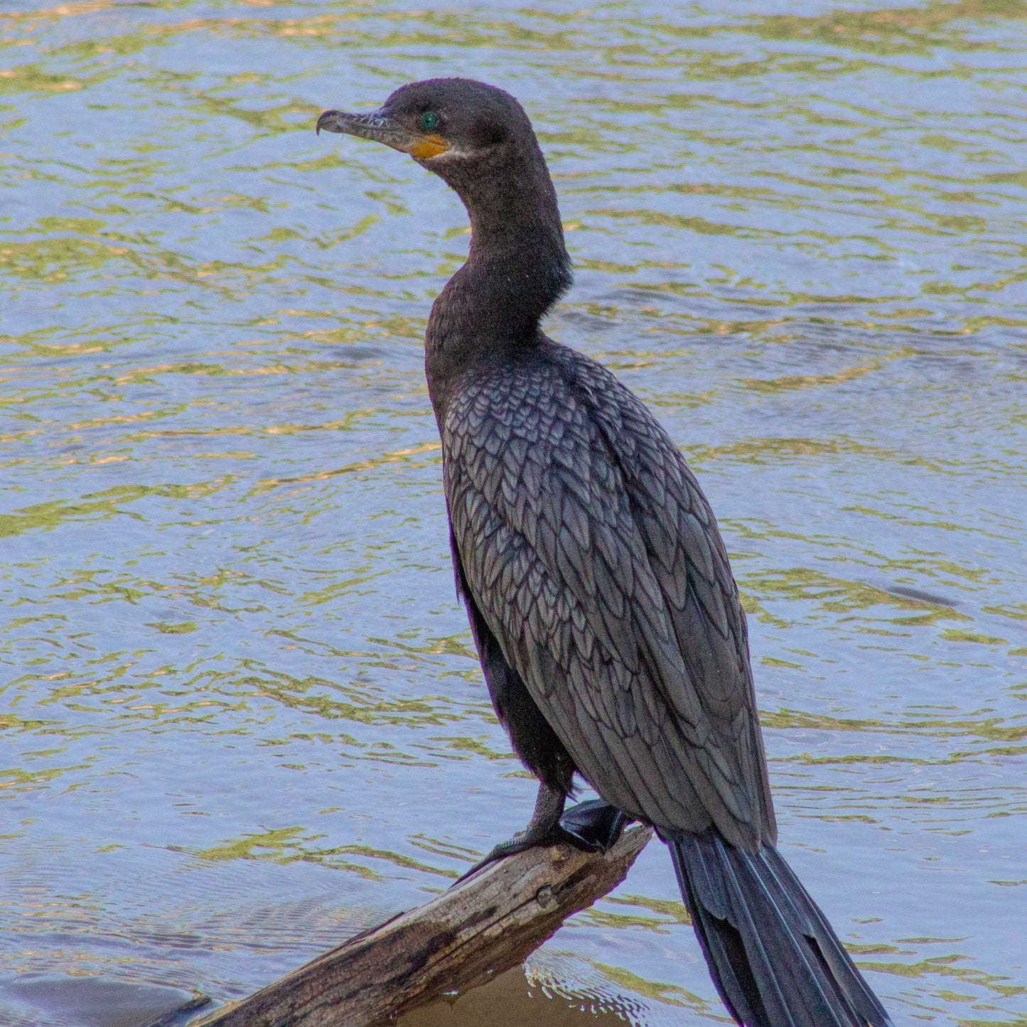 Cormorant Hunting at Sunset