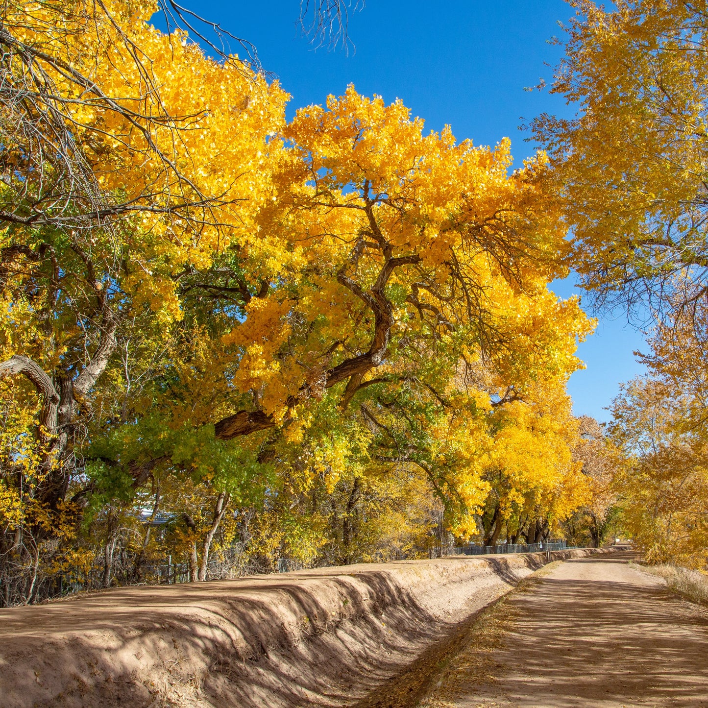 Beautiful New Mexico Fall Ditch