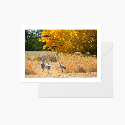 Fall Cranes New Mexico Open Space