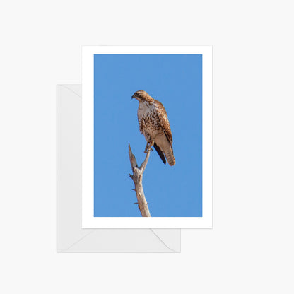 Red Tailed Hawk