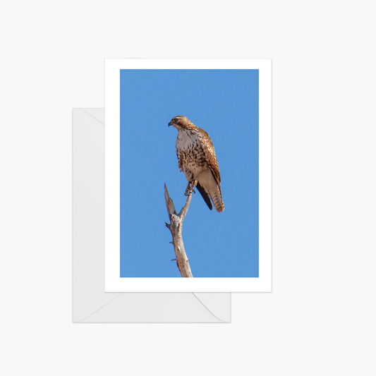 Red Tailed Hawk