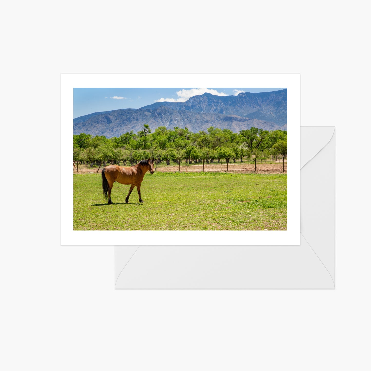 Afternoon Horse in Field with Sandia Mountains