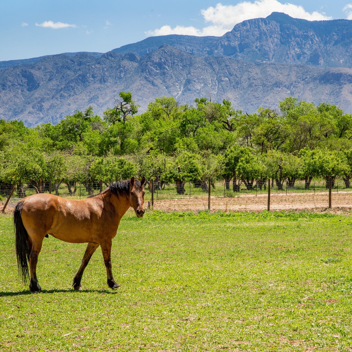 Afternoon Horse in Field with Sandia Mountains