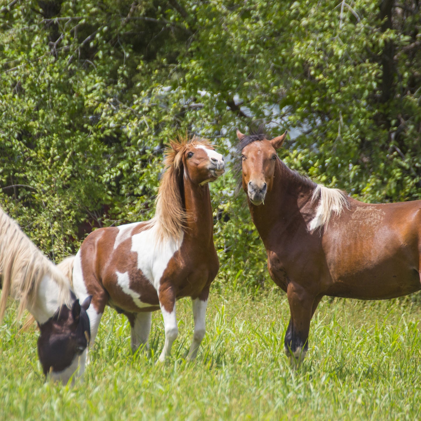 Painted Horses