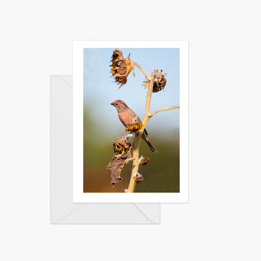 Red Bird on Dried Fall Sunflowers