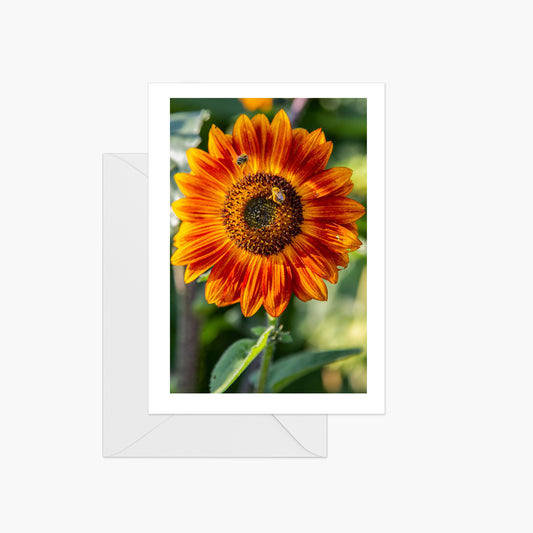 Red Sunflowers with Bees