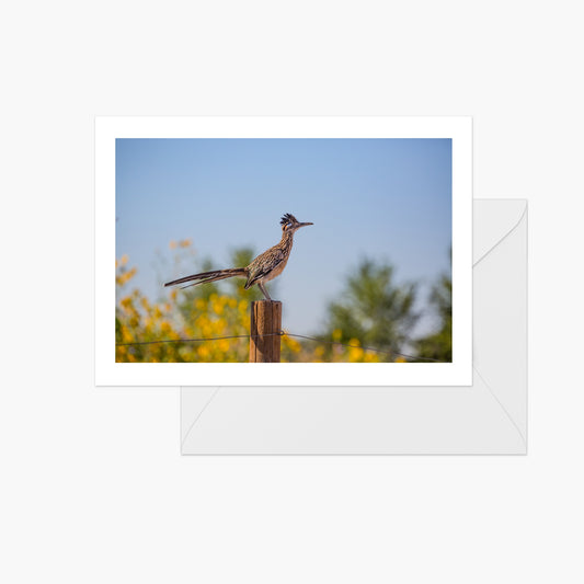 Road Runner with Yellow Flowers