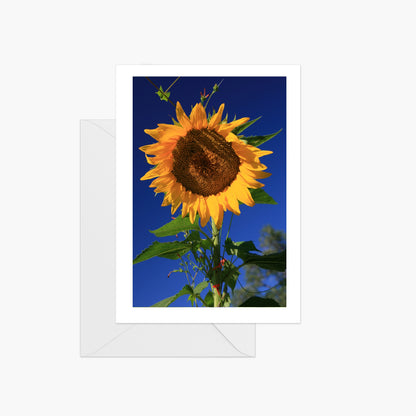 Fall Sunflower