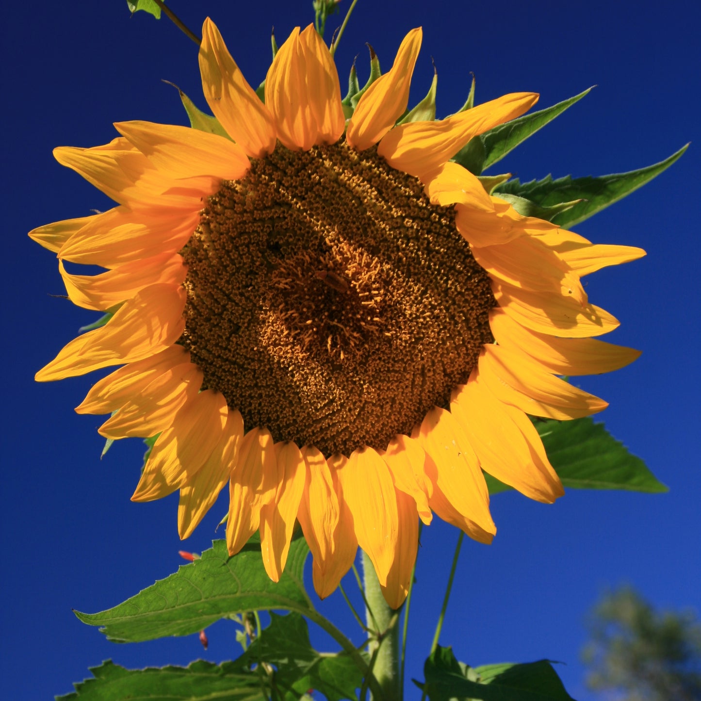 Fall Sunflower