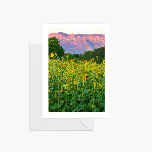 Sunflower Fields with Sandia Mountains