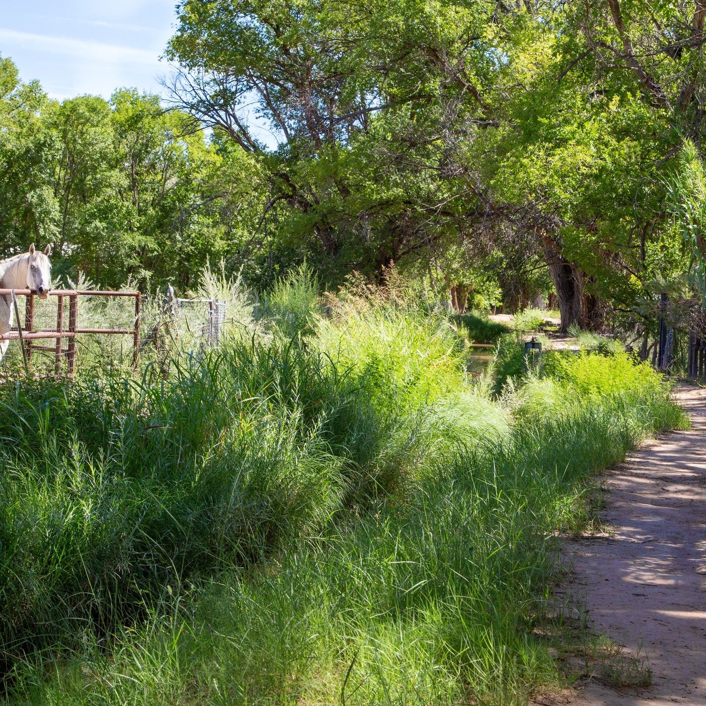 White Horse on Ditch Front