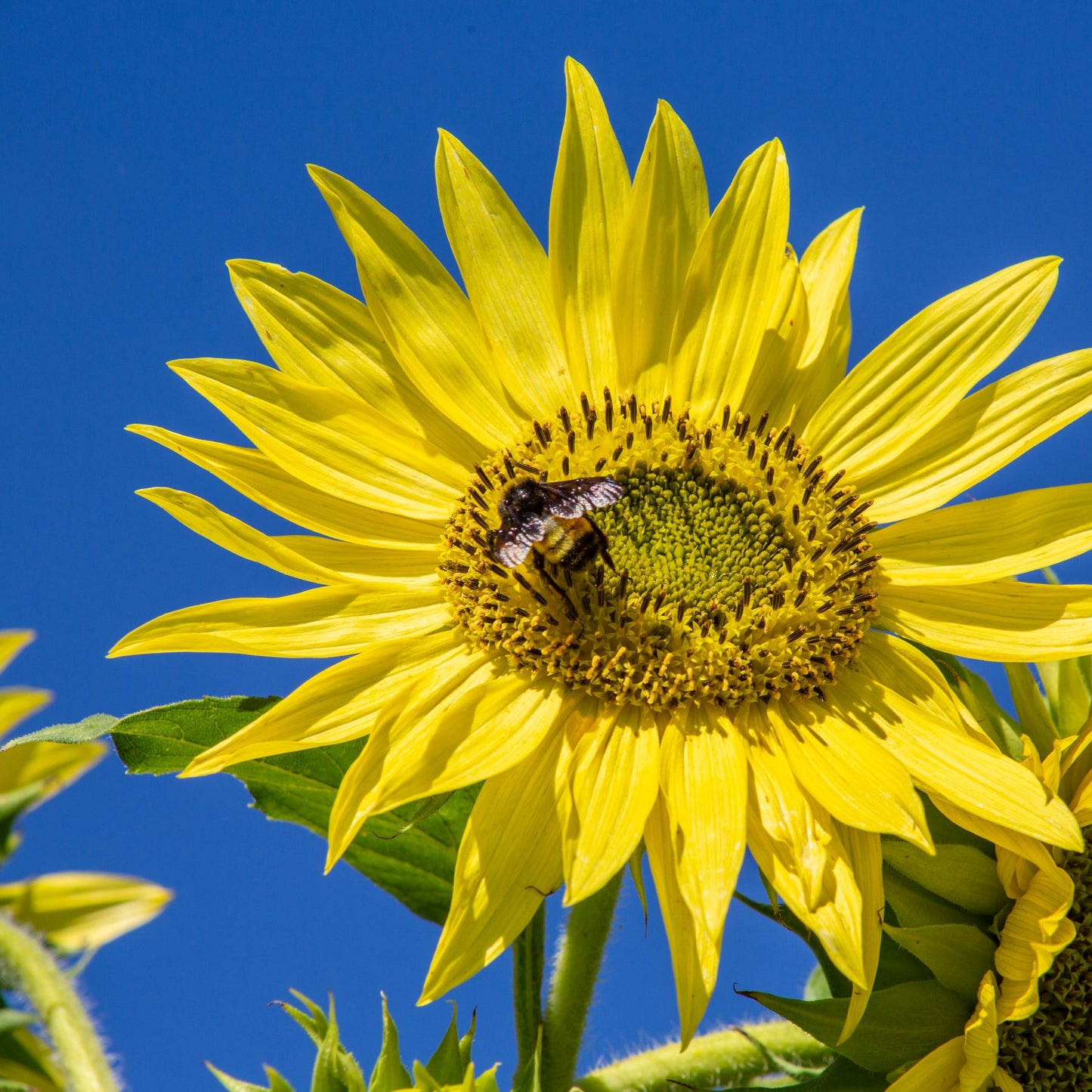 Yellow Sunflower Bee