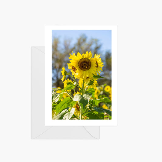 Yellow Sunflower Sun Shining