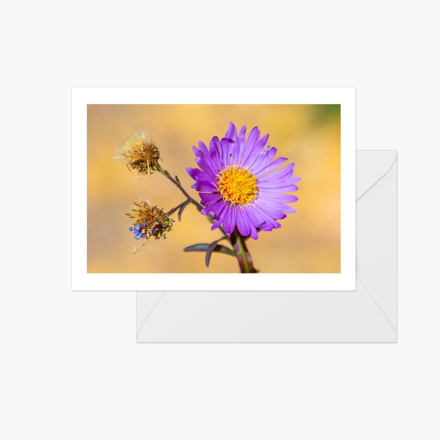 Purple Aster in Fall