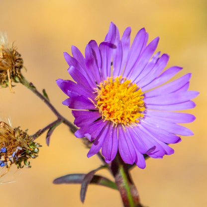 Purple Aster in Fall