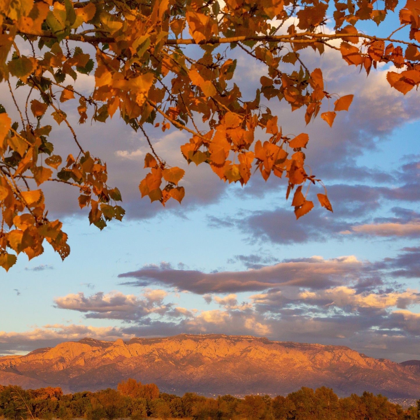 Sandia Mountain Amber Leaves