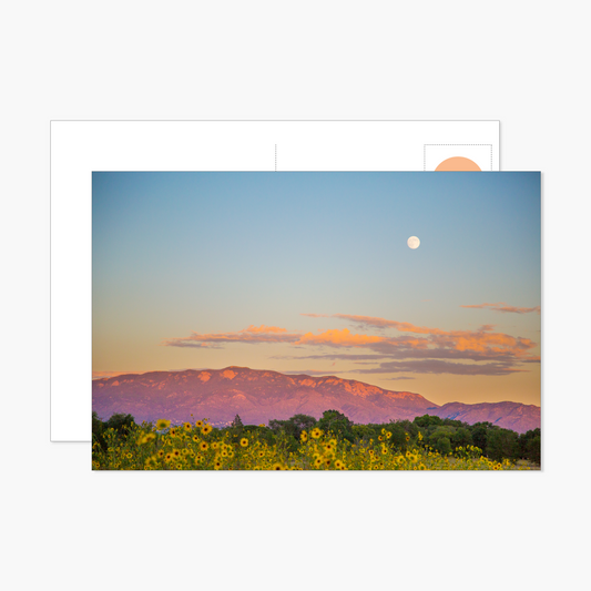 Moon over Summer Sunflower Field at Sunset Postcard