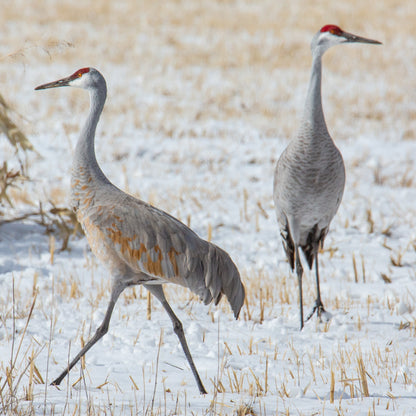 One Crane Strutting